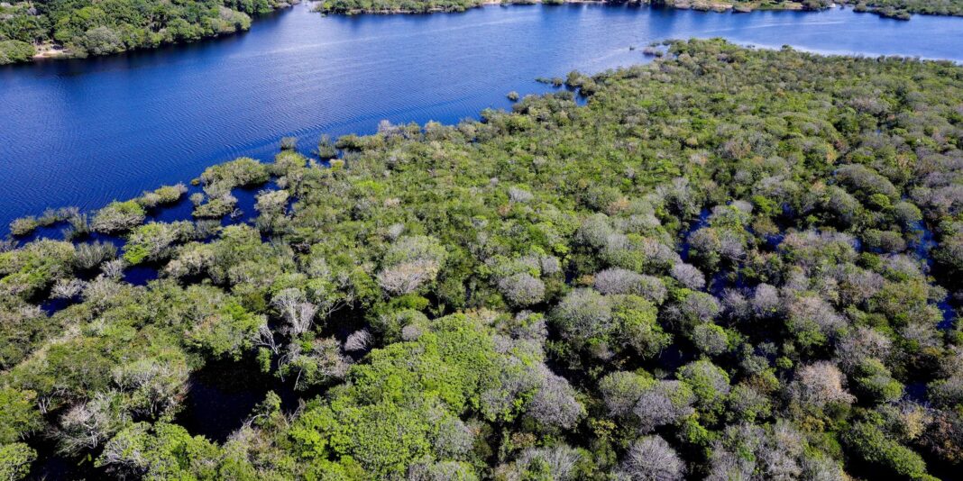 saiba-como-titulos-verdes-possibilitam-reflorestamento-na-amazonia