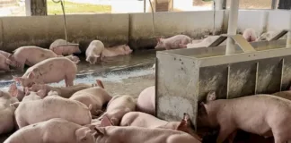 Cadeias produtivas da suinocultura e avicultura avançam e promovem geração de emprego e crescimento econômico no Acre 1660 cadeias produtivas da suinocultura e avicultura avancam e promovem geracao de emprego e cr66c34aa833e94