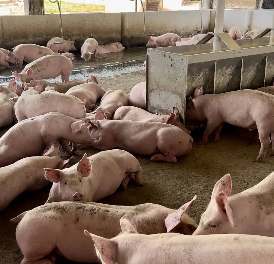 1660 cadeias produtivas da suinocultura e avicultura avancam e promovem geracao de emprego e cr66c34aa833e94