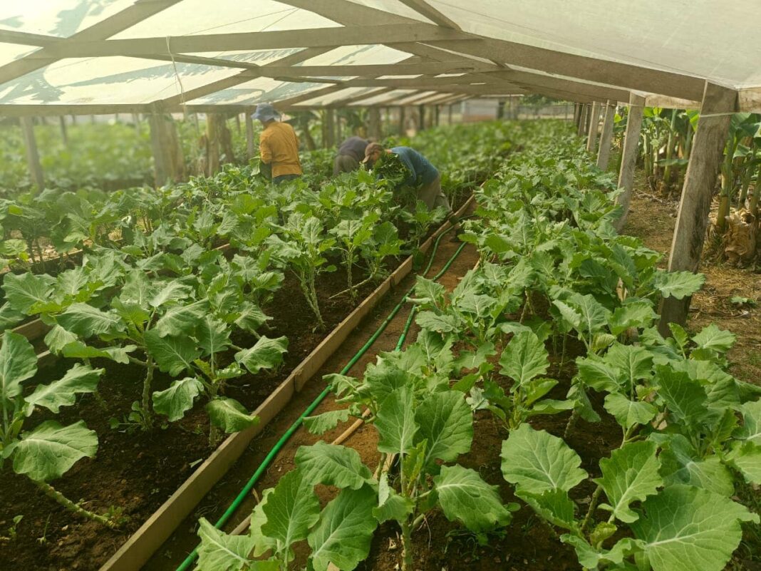 curso-de-agricultura-familiar-e-oferecido-para-detentos-do-complexo-penitenciario-de-rio-branco