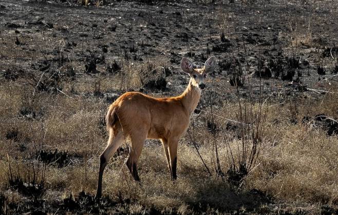 fogo-no-pantanal--564-animais-silvestres-ja-foram-resgatados-das-chamas