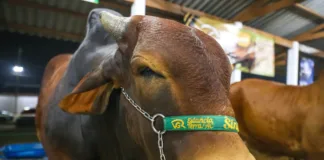 Na Expoacre, leilão de bovinos aquece a economia e promove cadeia produtiva da pecuária no Acre 5938 na expoacre leilao de bovinos aquece a economia e promove cadeia produtiva da pecuaria no acre