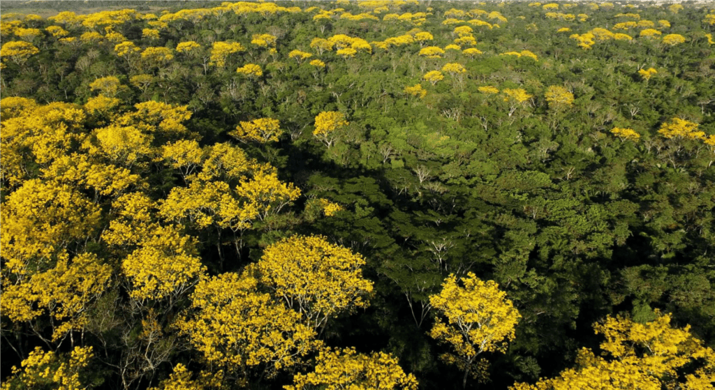 governo-do-acre-apresenta-documento-para-obtencao-de-padrao-de-excelencia-em-geracao-de-creditos-de-carbono-de-alta-integridade