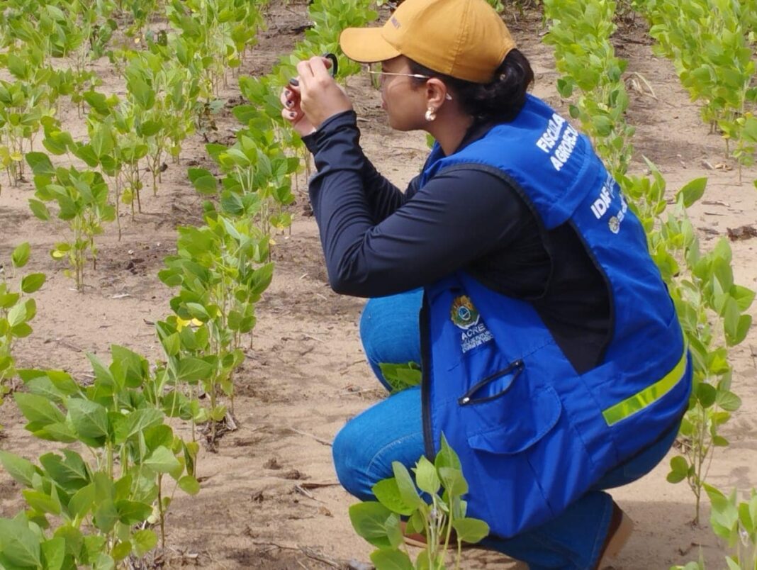 calendario-da-semeadura-da-soja-para-a-safra-2024/2025-e-iniciada-no-acre