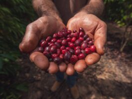 13551 estado promove premiacao do 2 concurso de qualidade do cafe robusta amazonico nesta quarta