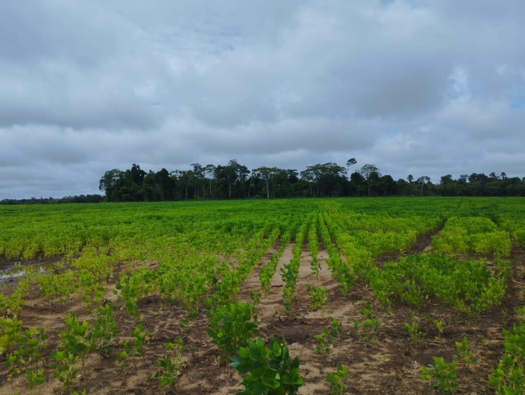 idaf-anuncia-cadastro-obrigatorio-das-lavouras-de-soja-no-acre