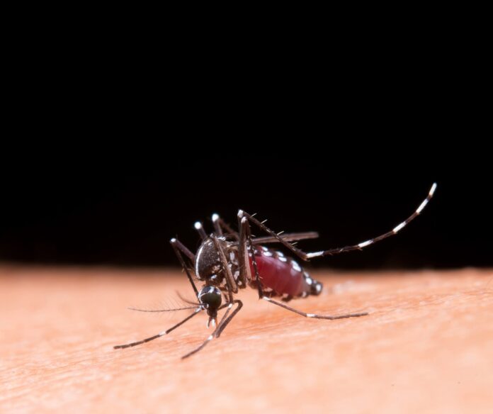 saude-do-acre-intensifica-acoes-para-combater-a-dengue-com-foco-na-prevencao-e-monitoramento saude-do-acre-intensifica-acoes-para-combater-a-dengue-com-foco-na-prevencao-e-monitoramento
