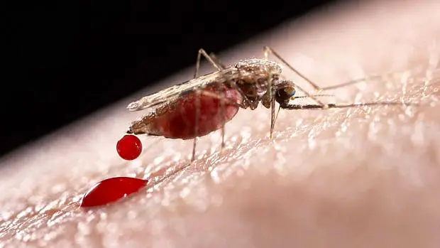 no-dia-da-malaria-nas-americas,-governo-do-acre-salienta-acoes-de-combate-a-doenca