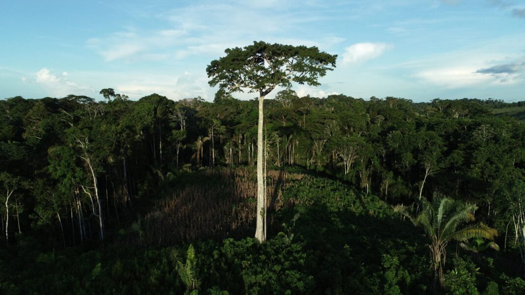 acre-apresenta-reducao-estimada-em-25,45%-nos-indices-de-desmatamento-na-amazonia,-segundo-dados-do-inpe