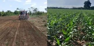 placido-de-castro-consolida-lideranca-no-setor-agricola-com-safra-de-milho-2024/25-em-fase-final