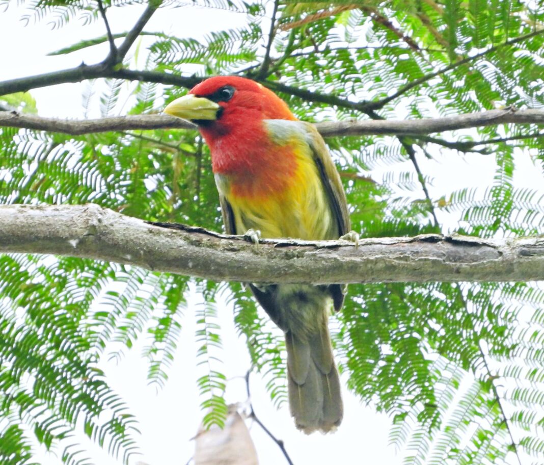 experiencia-turistica-de-observacao-de-aves-e-pre-selecionada-em-projeto-da-embratur