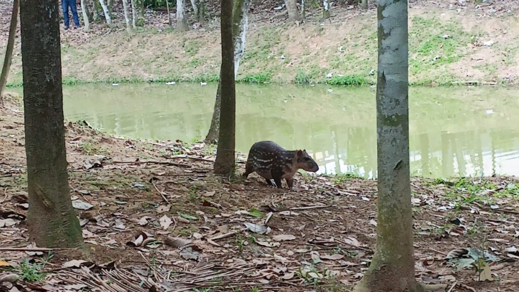 Visitante tem encontro inusitado com paca no Horto Florestal de Rio Branco – Cidade AC News visitante-tem-encontro-inusitado-com-paca-no-horto-florestal-de-rio-branco