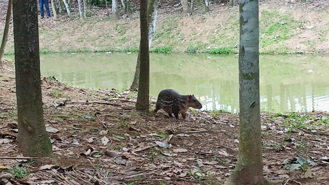 visitante-tem-encontro-inusitado-com-paca-no-horto-florestal-de-rio-branco