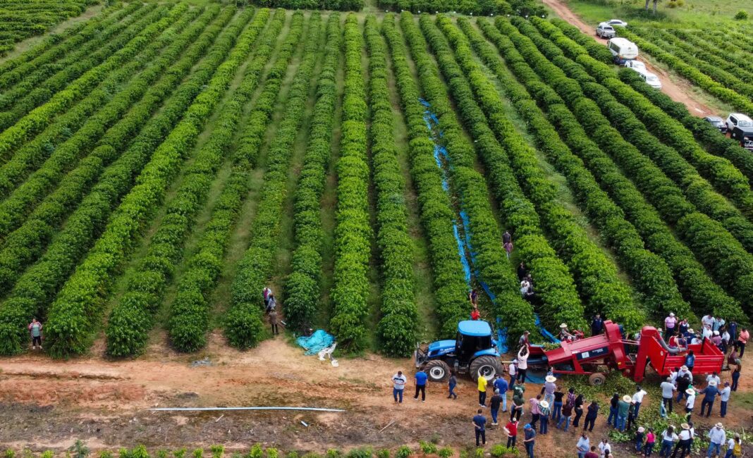 com-mais-de-64-mil-hectares-de-area-plantada,-safra-no-acre-em-novembro-fechou-em-187.509-toneladas