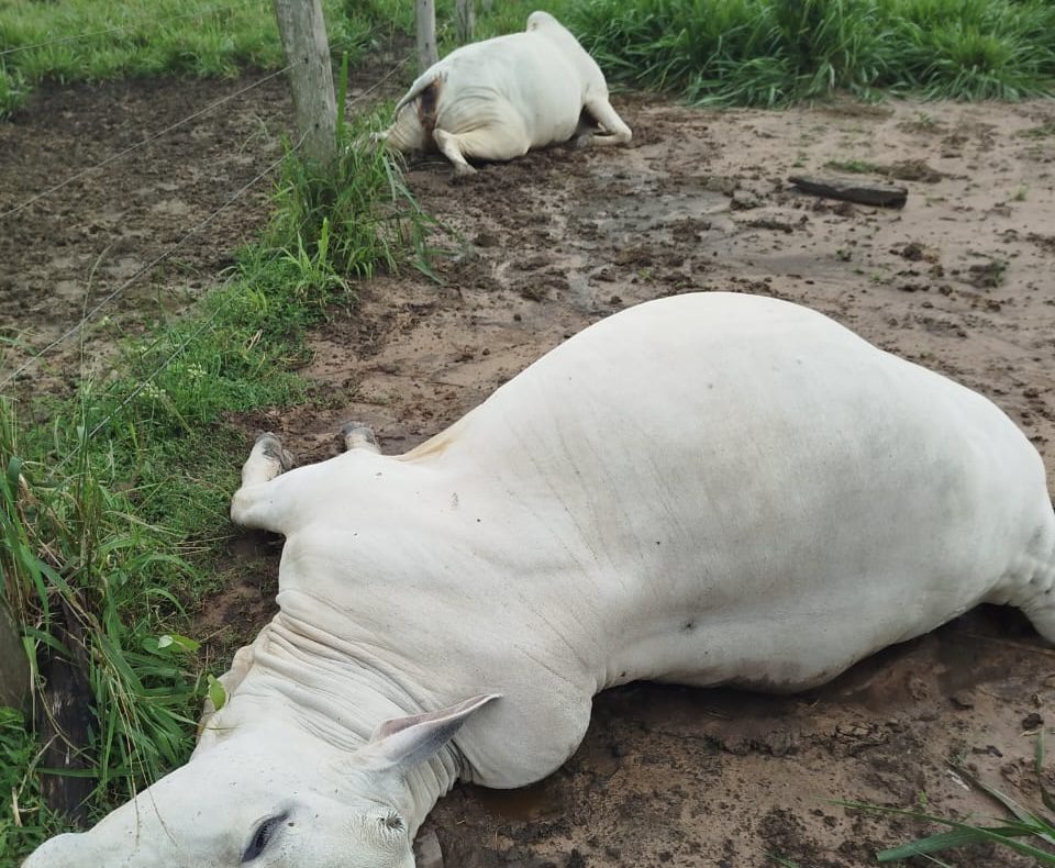 raio-atinge-propriedade-e-mata-duas-vacas-no-interior-do-acre