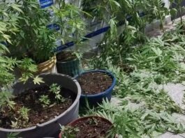 casal-e-preso-com-mais-de-30-pes-de-maconha-em-rondonia