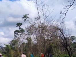 tragedia:-trabalhador-morre-apos-ser-esmagado-em-queda-de-arvore-na-zona-rural-de-porto-acre