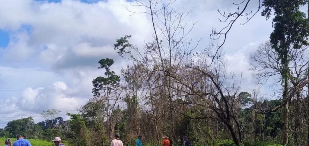 tragedia:-trabalhador-morre-apos-ser-esmagado-em-queda-de-arvore-na-zona-rural-de-porto-acre