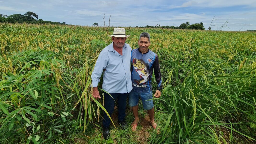 com-apoio-da-prefeitura,-produtores-de-rio-branco-ampliam-colheita-de-arroz