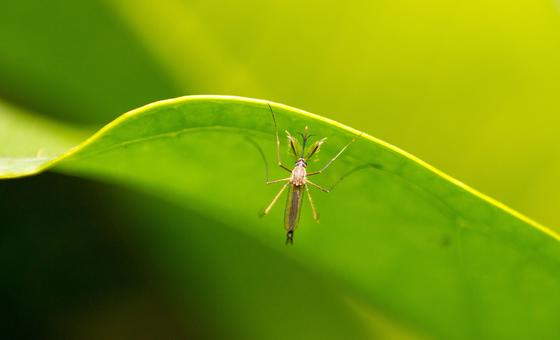 onu-emite-alerta-epidemiologico-de-febre-amarela-nas-americas