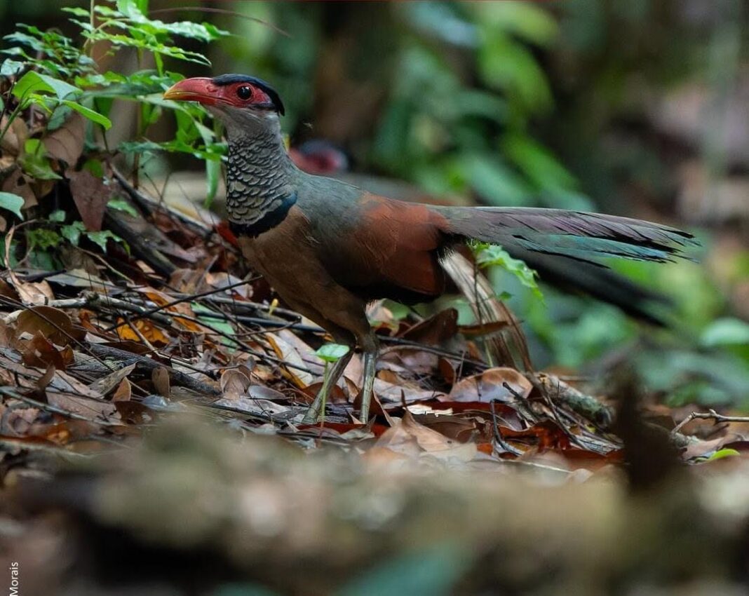 registro-raro-de-ave-e-feito-por-pesquisador-no-parque-nacional-da-serra-do-divisor