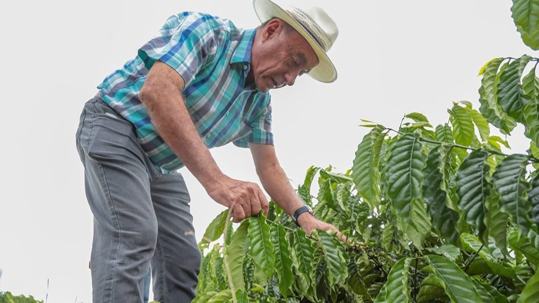 prefeito-de-rio-branco-visita-lavoura-de-cafe-e-destaca-apoio-aos-produtores-rurais