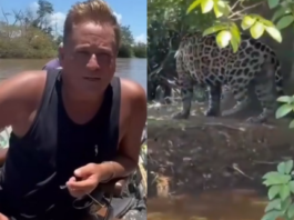 em-pescaria-no-pantanal,-leonardo-se-depara-com-onca-pintada:-“oi-linda!”