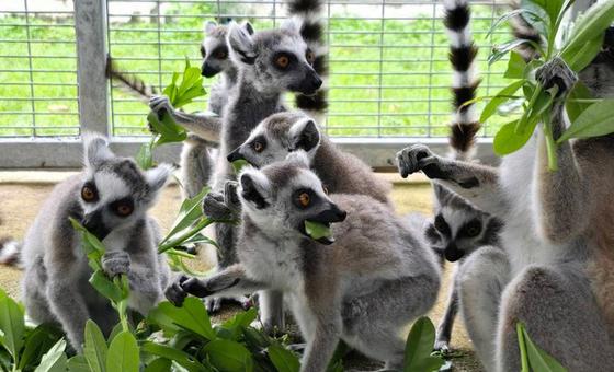 nova-iniciativa-global-mira-redes-criminosas-de-trafico-de-animais