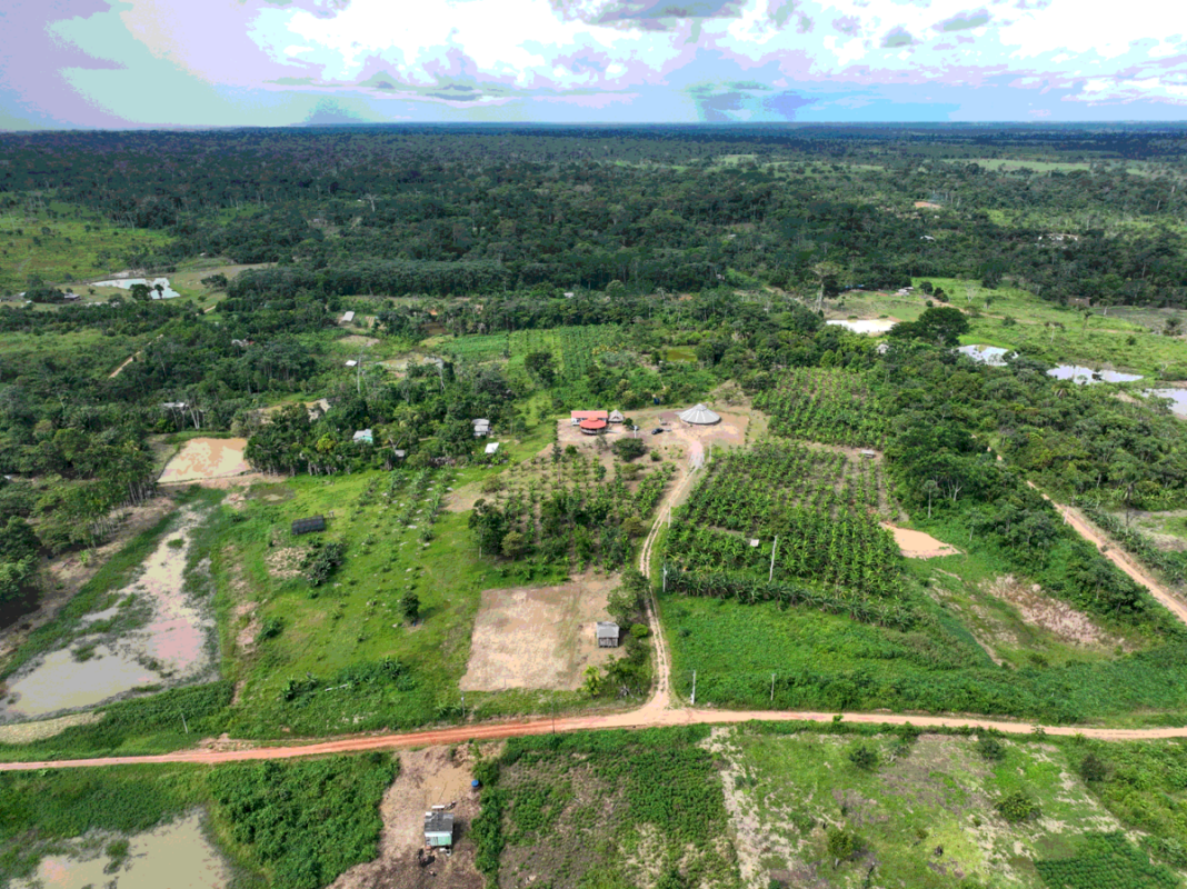 sos-amazonia-e-instituto-alok-fazem-plantio-de-arvores-em-quase-7-hectares-de-area-degradada-no-acre