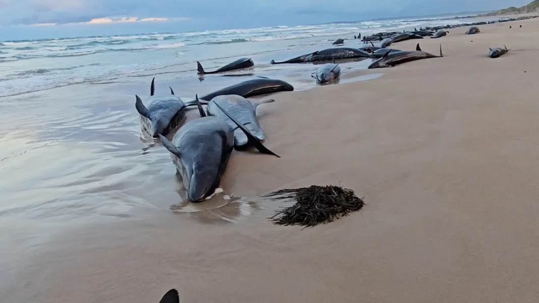mais-de-150-cetaceos-encalham-na-australia-e-nao-devem-sobreviver