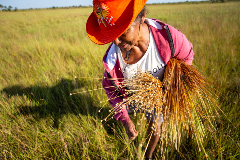 soja-e-pasto-pressionam-areas-conservadas-do-jalapao,-onde-brilha-o-capim-dourado