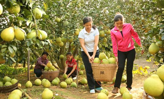 fao:-fundo-de-recursos-geneticos-garante-“biblioteca”-de-solucoes-para-agricultura