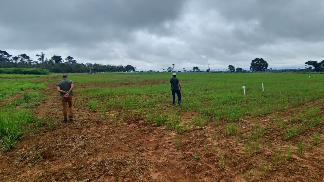 prefeitura-de-rio-branco-e-embrapa-realizam-plantio-de-arroz-para-beneficiar-pequenos-agricultores