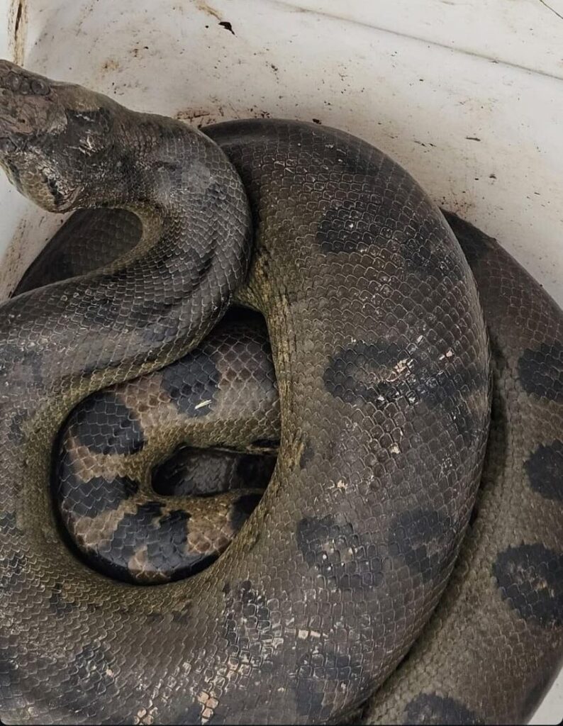 bombeiros-resgatam-sucuri-verde-em-quintal-de-residencia-em-sena-madureira
