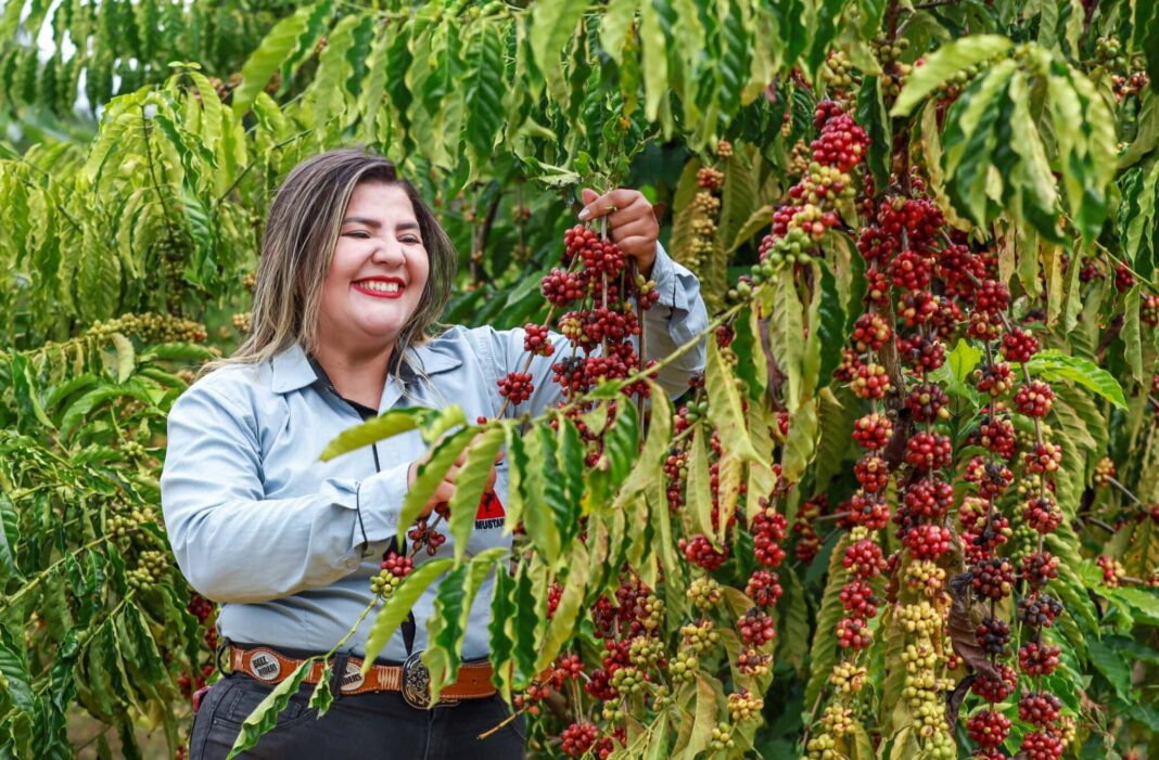 producao-de-cafe-do-acre-ganha-destaque-em-reportagem-da-folha-de-sao-paulo