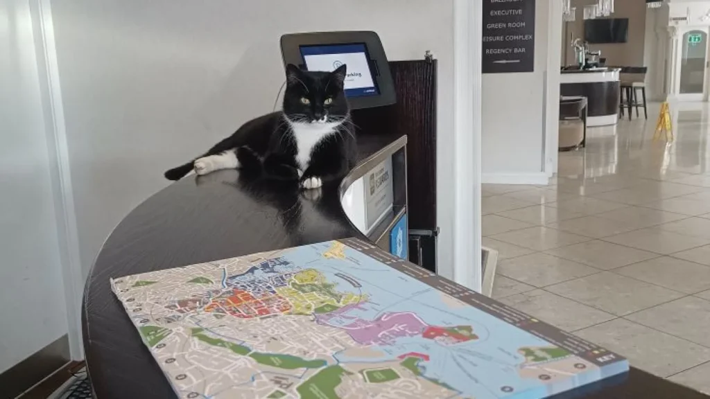 Gato aventureiro viraliza nas redes sociais; veja – Cidade AC News gato-aventureiro-viraliza-nas-redes-sociais;-veja