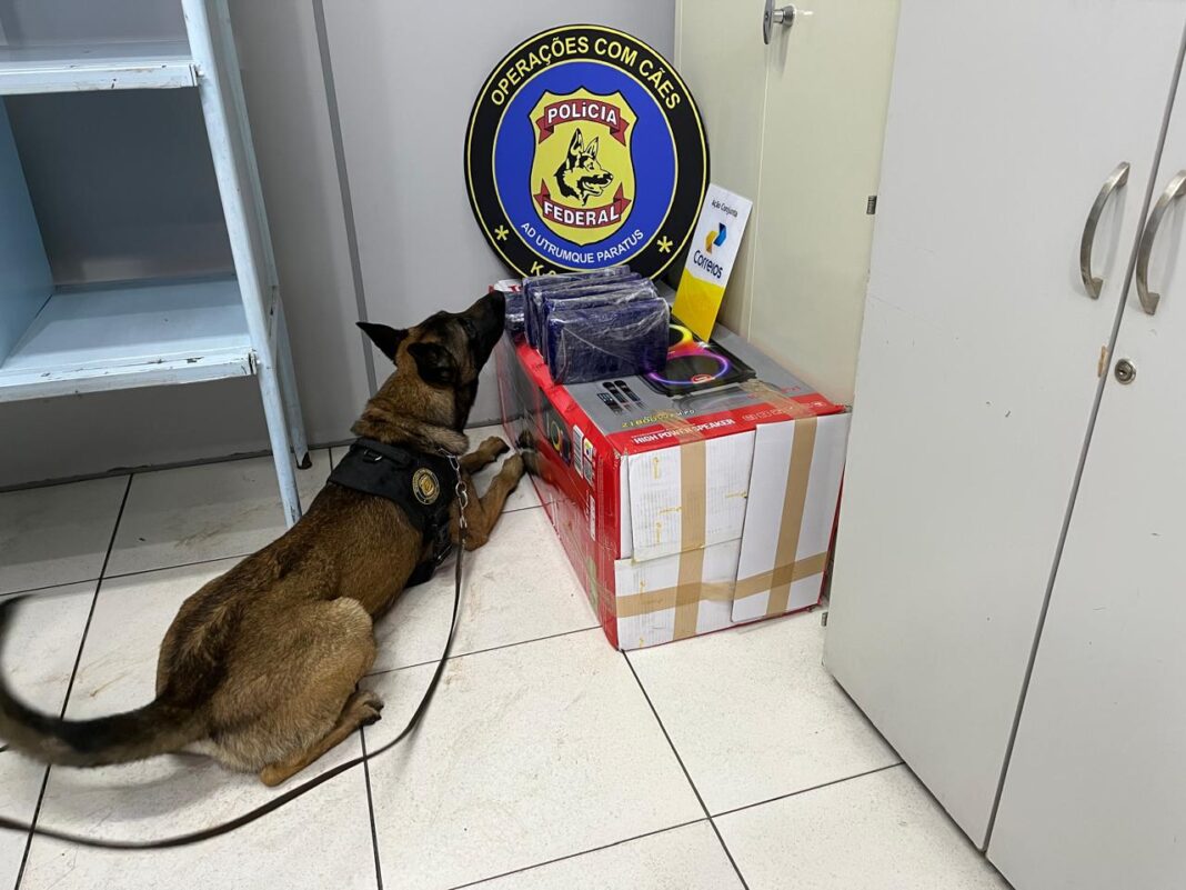 caes-da-pf-identificam-mais-de-6-kg-de-drogas-escondidos-em-encomendas-dos-correios