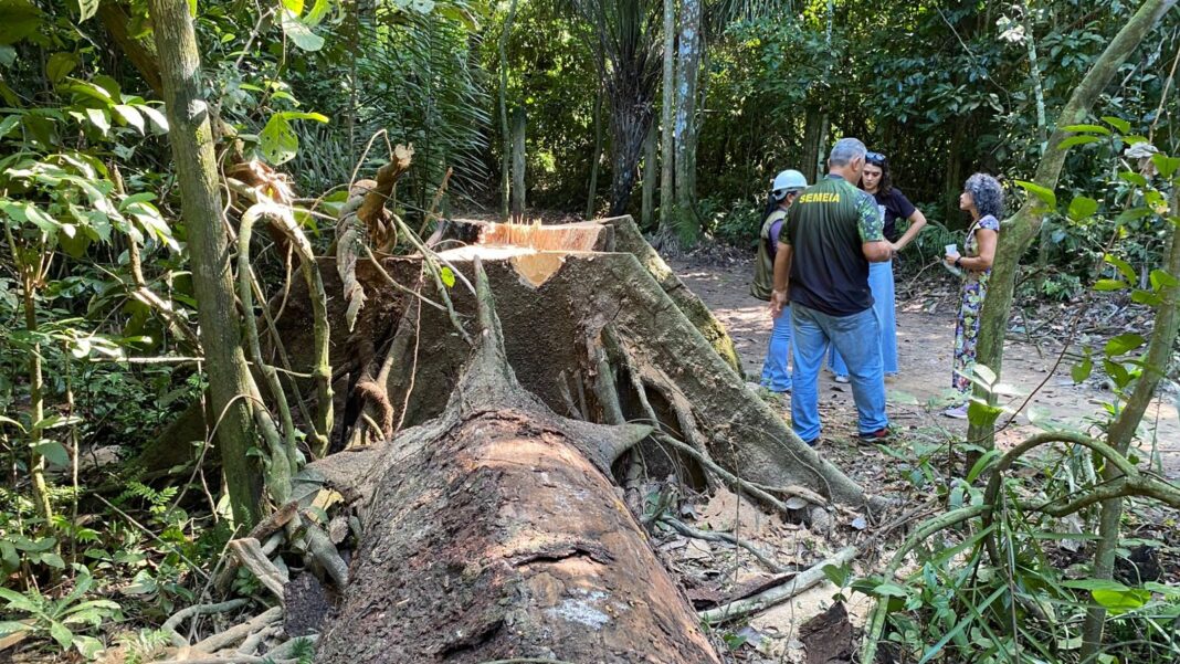 prefeitura-de-rio-branco-esclarece-derrubada-de-arvore-no-horto-florestal
