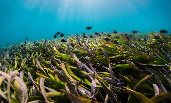 relatora-diz,-em-genebra,-que-protecao-dos-oceanos-e-um-direito-humano