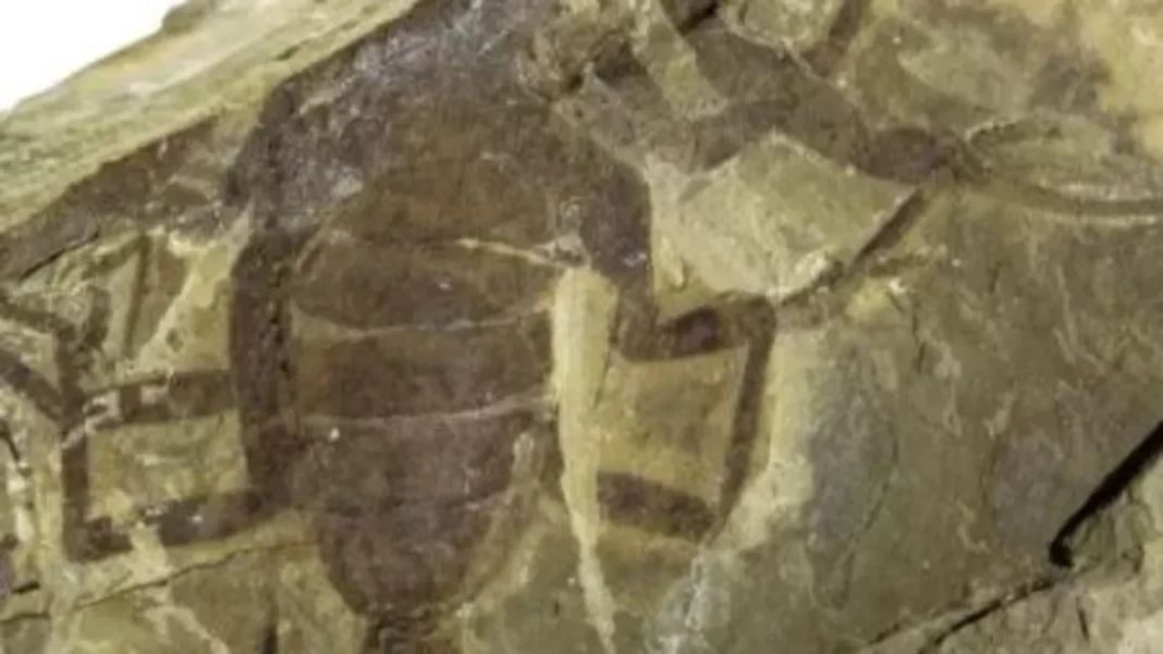 especie-de-escorpiao-gigante-com-125-milhoes-de-anos-e-descoberta-na-china