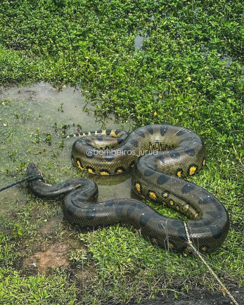 bombeiros-capturam-sucuri-que-matou-marreco-em-bairro-de-cruzeiro do sul