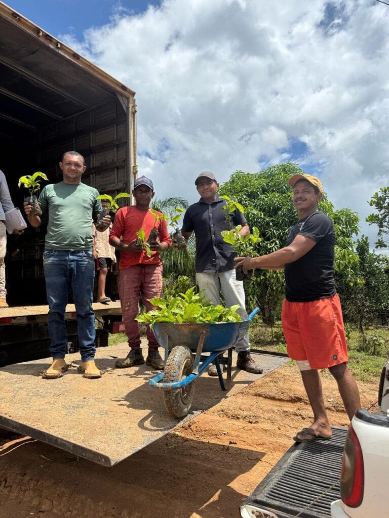 seagri-entrega-115-mil-mudas-de-cafe-a-produtores-do-bujari