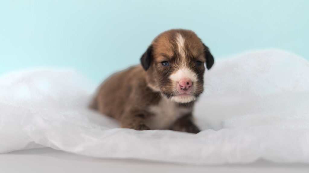 prefeitura-de-rio-branco-promove-campanha-para-escolha-de-nomes-de-pets-disponiveis-para-adocao