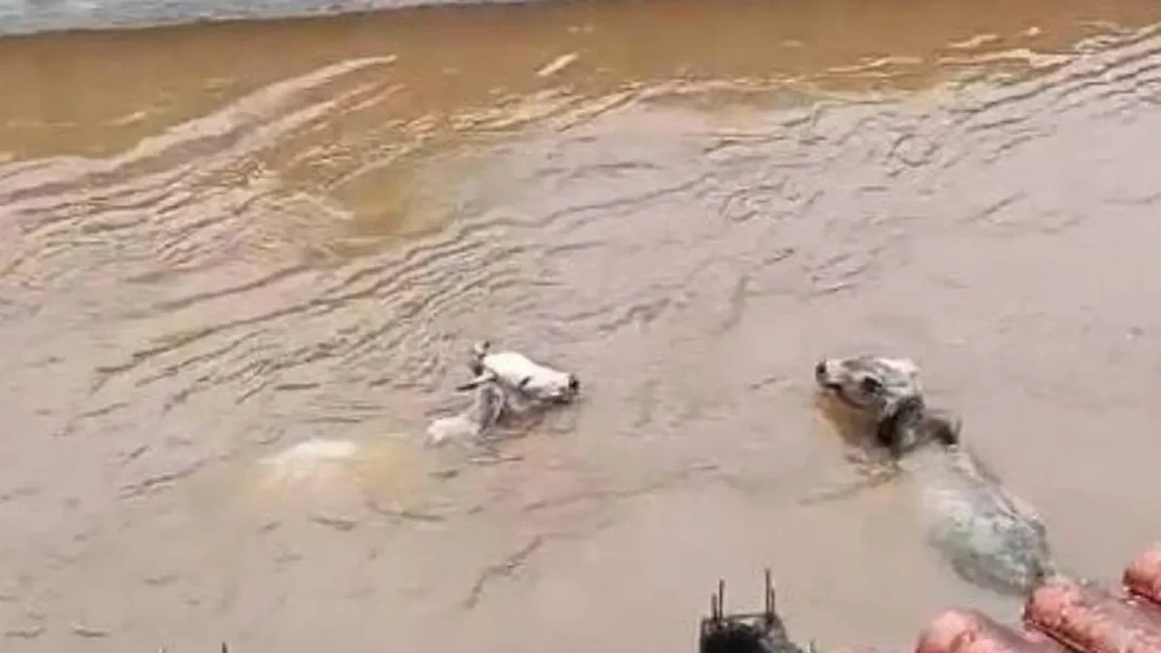 videos-mostram-vacas-sendo-arrastadas-por-enchente-no-rj