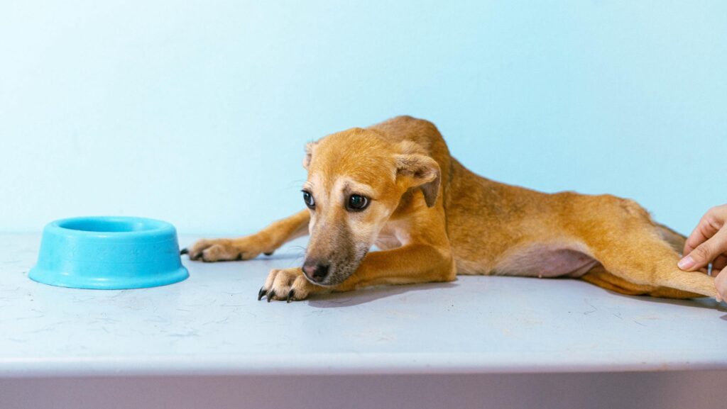 prefeitura-de-rio-branco-lanca-“petinder”,-para-promover-match-entre-pets-e-seus-novos-lares