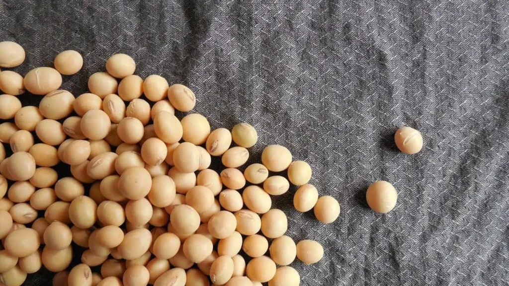 tarifas-dos-eua-favorecem-exportacoes-de-soja-do-brasil-para-china,-mas-logistica-e-entrave