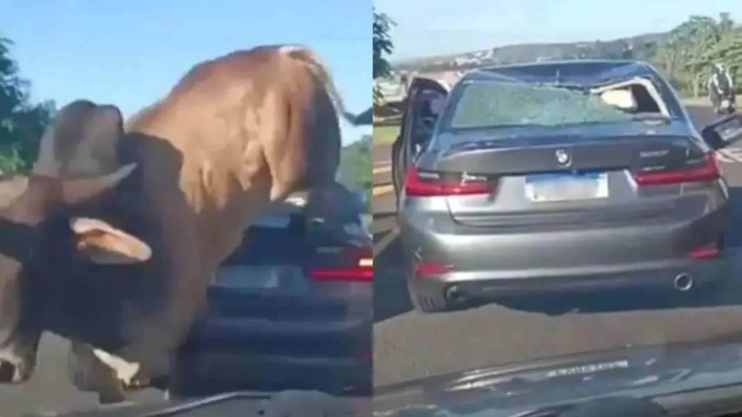 touro-enfurecido-avanca-sobre-homem-e-passa-por-cima-de-bmw