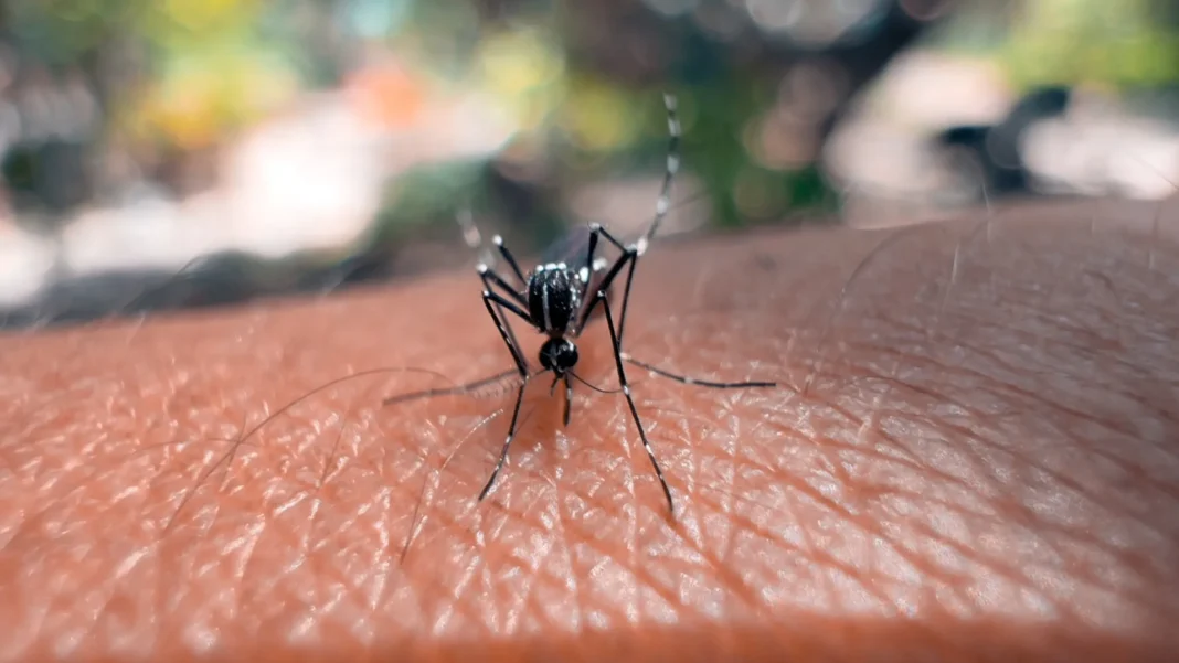 parecido-com-a-dengue?-como-reconhecer-os-sintomas-do-virus-chikungunya