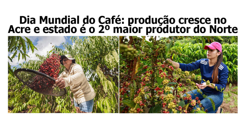 dia-mundial-do-cafe:-producao-cresce-no-acre-e-estado-e-o-2o-maior-produtor-do-norte