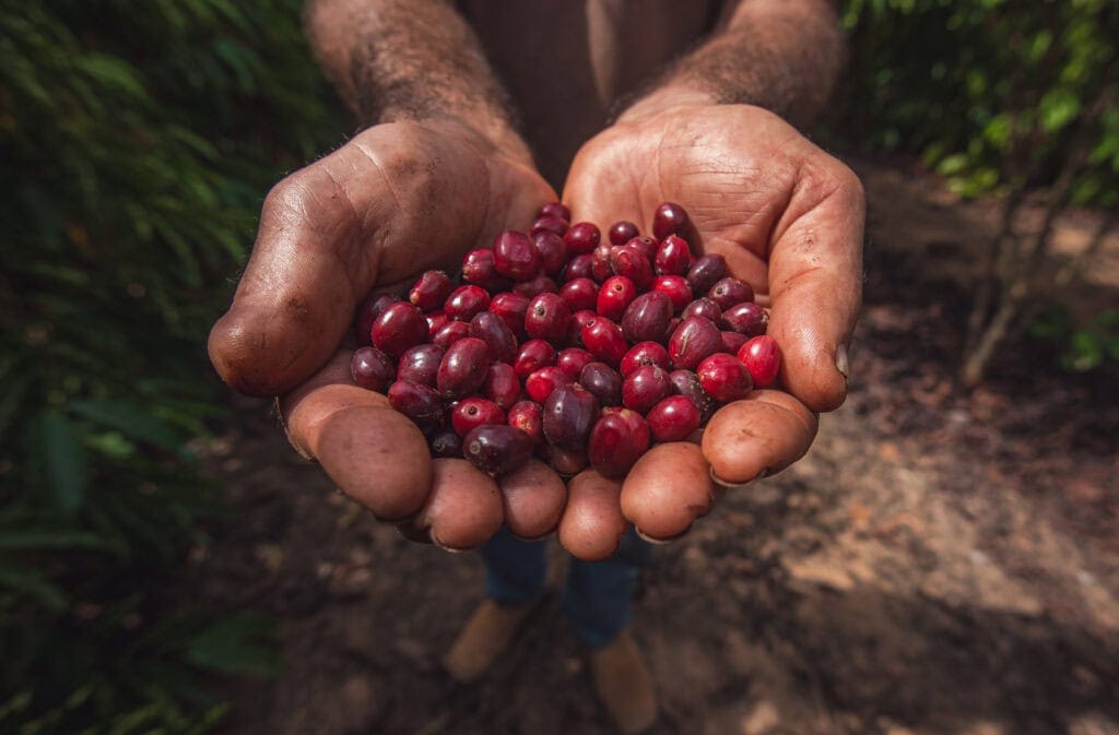 no-dia-mundial-do-cafe,-governo-comemora-avanco-da-producao-no-acre